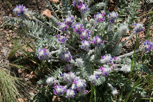 Purple wildflowers at Florissant Fossil Beds National Monument. CO.