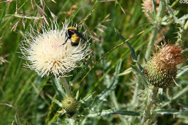 Bee on thistle flower at Florissant Fossil Beds National Monument. CO.