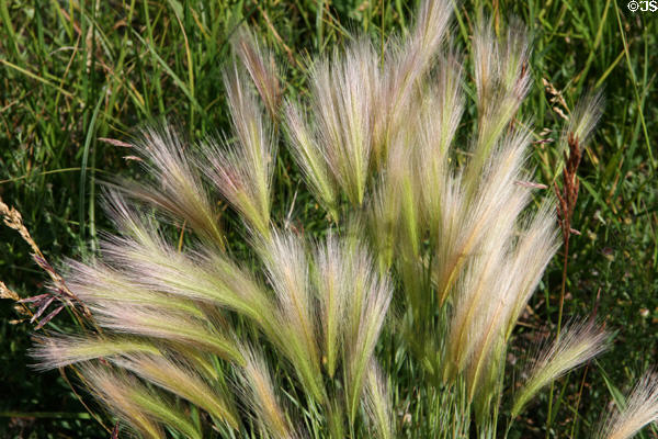 Wild grasses at Florissant Fossil Beds National Monument. CO.