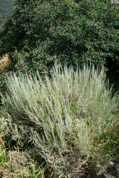 Sage & plant life at Gunnison National Park. CO.