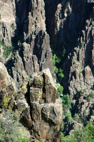 Plant life at Gunnison National Park. CO.