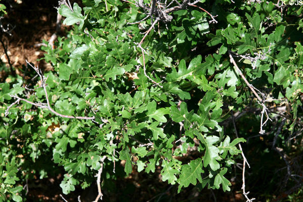 Oak tree at Gunnison National Park. CO.