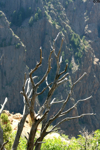 Tree trunk at Gunnison National Park. CO.