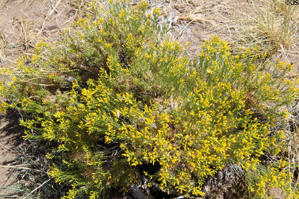Flowering shrub at Great Sand Dunes National Park. CO.