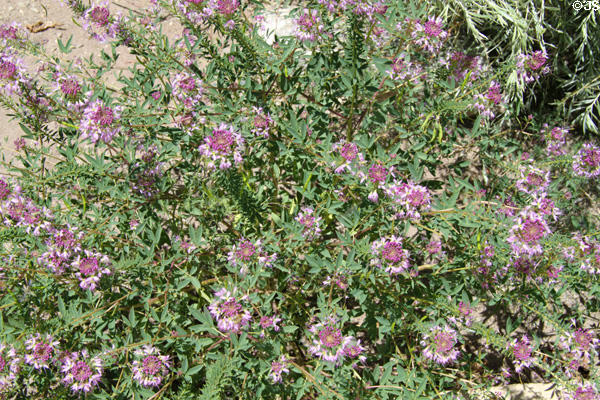 Wildflowers at Great Sand Dunes National Park. CO.