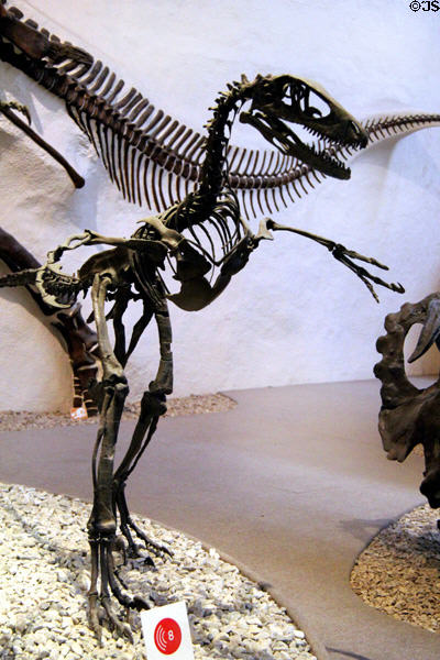 Deinonychus (aka Terrible claw) from Early Cretaceous period 135-100 million years ago at Yale Peabody Museum. New Haven, CT.