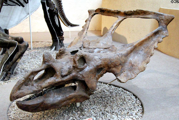 Chasmosaurus from Late Cretaceous period 100-65 million years ago at Yale Peabody Museum. New Haven, CT.