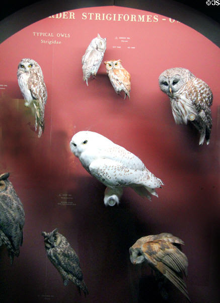 Stuffed owls in bird collection at Yale Peabody Museum. New Haven, CT.