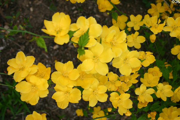 Yellow flowers east of Capitol Hill. Washington, DC.