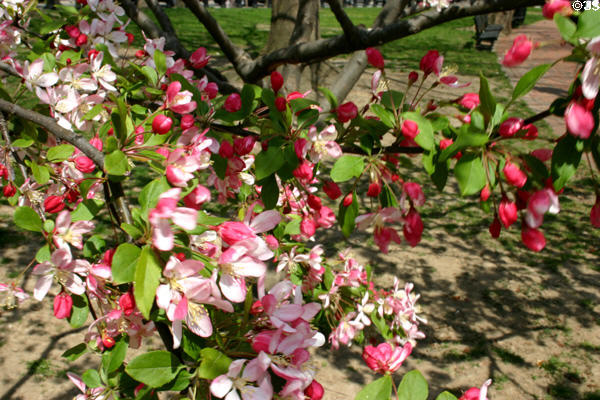 Blossoms in Lafayette Square. DC.