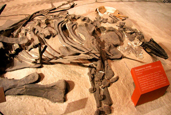 <i>Stegosaurus stenops</i> fossil (Late Jurassic 150-140 million years ago) at National Museum of Natural History. Washington, DC.