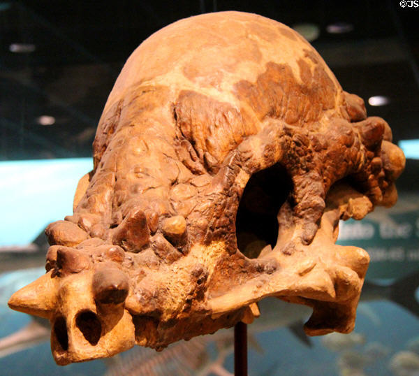 Skull cast of a Pachycephalosaurus (Late Cretaceous 70-65 million years ago) at National Museum of Natural History. Washington, DC.