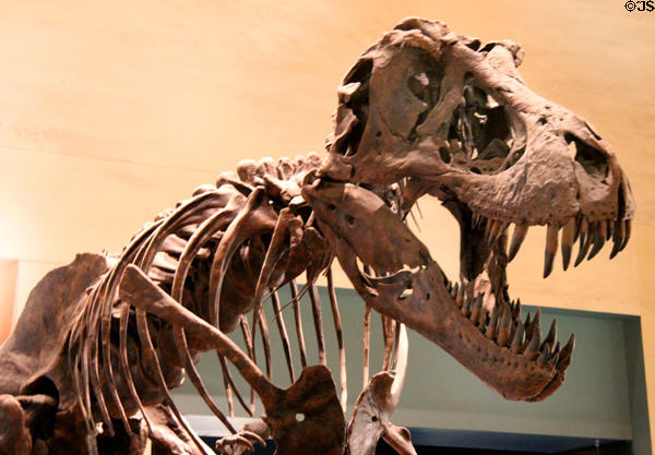 Cast of <i>Tyrannosaurus rex</i> fossil (Late Cretaceous 65 million years ago) at National Museum of Natural History. Washington, DC.