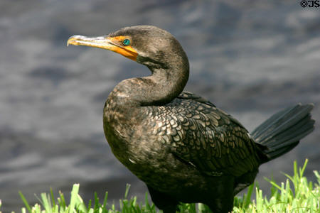 Double-crested Cormorant (<i>Phalacrocorax auritus</i>). FL.