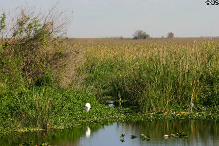 Grasses of the Everglades. FL.
