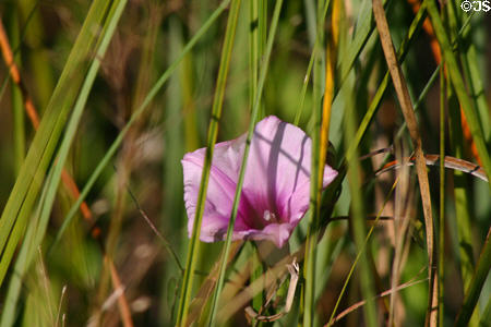 Purple wildflower in the Everglades. FL.
