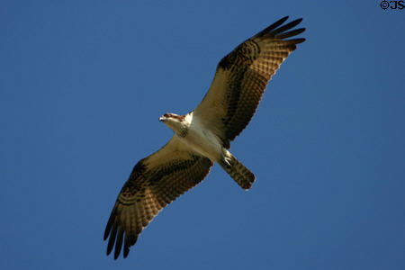 Northern Harrier (<i>Circus cyaneus</i>) in flight. FL.