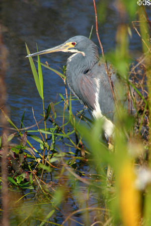 Tricolored Heron (<i>Egretta tricolor</i>). FL.