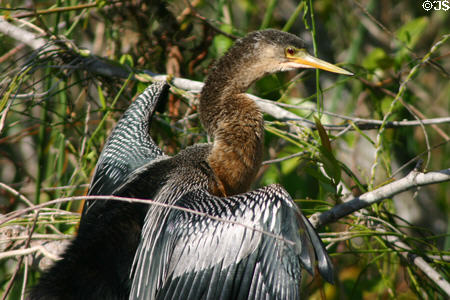 Anhinga (<i>Anhinga anhinga</i>). FL.