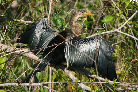 Anhinga (<i>Anhinga anhinga</i>). FL.