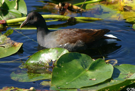 Common Moorhen (<i>Gallinula chloropus</i>) in winter plumage. FL.