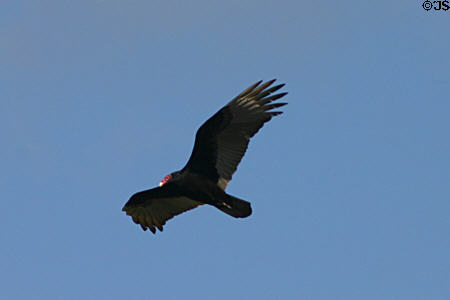Turkey Vulture (<i>Cathartes aura</i>) in flight. FL.