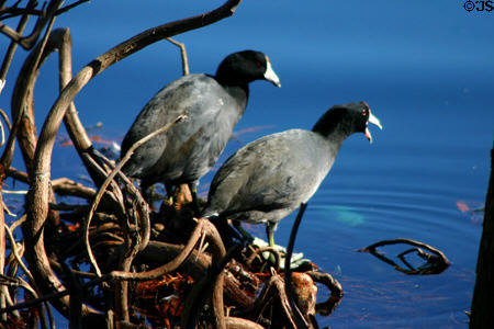 Pair of Common Moorhens (<i>Gallinula chloropus</i>) in winter plumage. FL.