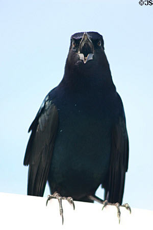 Boat-Tailed Grackle male (<i>Quiscalus major</i>). FL.
