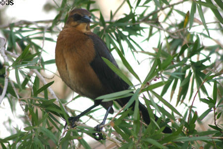 Boat-Tailed Grackle female (<i>Quiscalus major</i>). FL.
