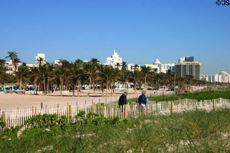 Palms on Beach at Miami Beach. Miami Beach, FL.