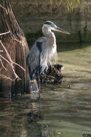 Great Blue Heron (<i>Ardea herodias</i>). Orlando, FL.