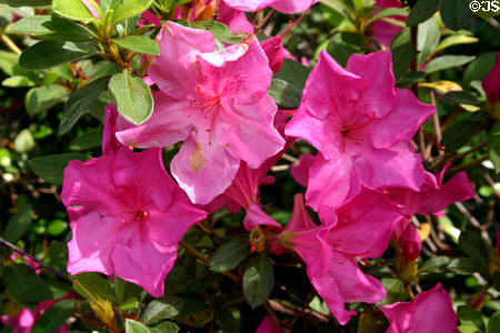 Blossoms of street plantings in Winter Park. Orlando, FL.