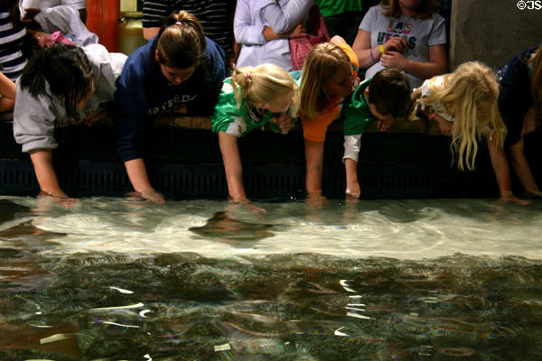 Kids pet stingrays at Georgia Aquarium. Atlanta, GA.