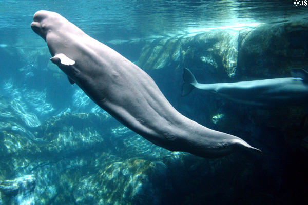 Beluga whales at Georgia Aquarium. Atlanta, GA.