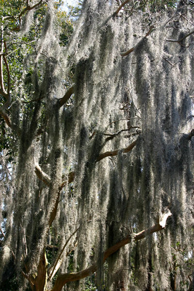 Spanish moss. Savannah, GA.