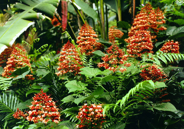 Flowering tree at Hawaiian Tropical Botanical Gardens, west of Hilo. Big Island of Hawaii, HI.
