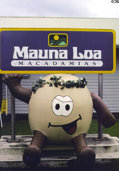 Big nut greeting statue at Mauna Loa Macadamia factory. Big Island of Hawaii, HI.