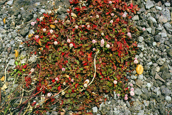 Wildflowers on lava in Volcanoes National Park. Big Island of Hawaii, HI.