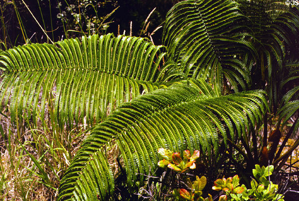 Tree fern forest in Volcanoes National Park. Big Island of Hawaii, HI.