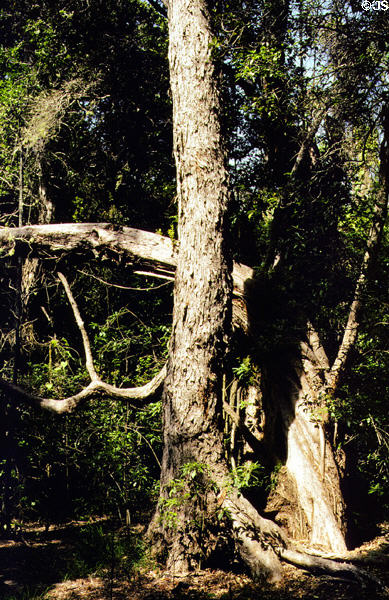 Twisted pines along bird park trail in Volcanoes National Park. Big Island of Hawaii, HI.