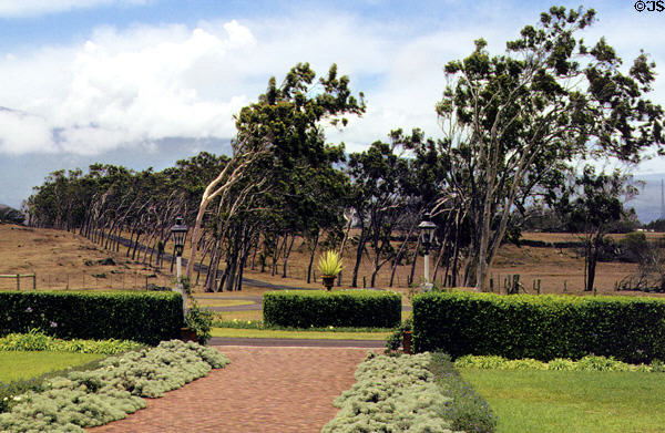 Trees lining driveway of Parker Ranch, Kamuela. Big Island of Hawaii, HI.