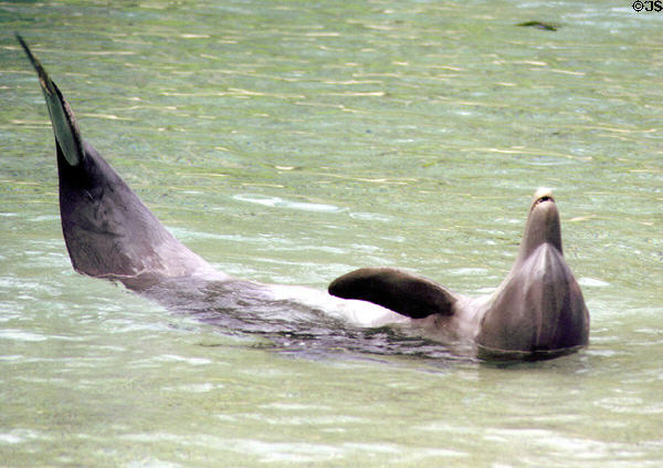 Dolphin rolls in pool at Hilton Waikoloa Village, Kona coast. Big Island of Hawaii, HI.