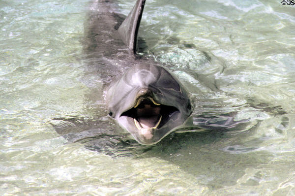 Dolphin sings at Hilton Waikoloa Village, Kona coast. Big Island of Hawaii, HI.