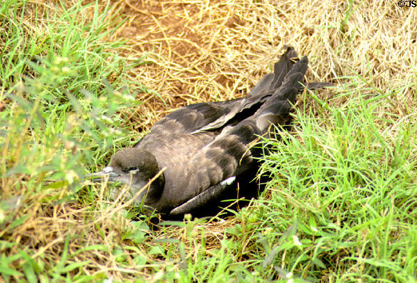 Wedge-tailed Shearwater (<i> Puffinus pacificus </i>) nesting at Kilauea Lighthouse. Kauai, HI.