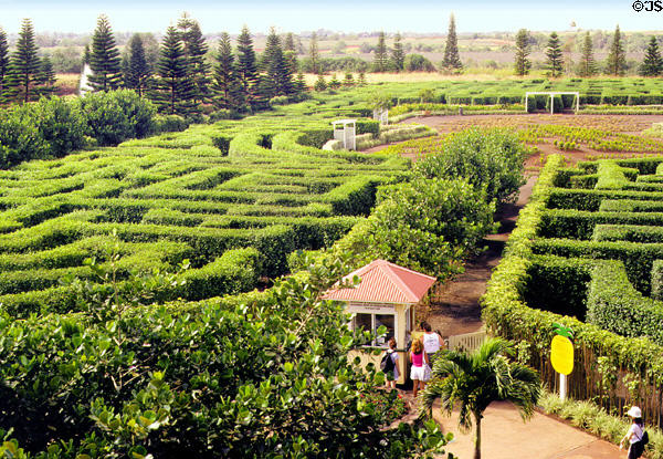 Dole Plantation Maze, the world's largest. Oahu, HI.