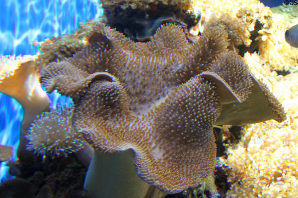 Coral at Waikiki Aquarium. Waikiki, HI.