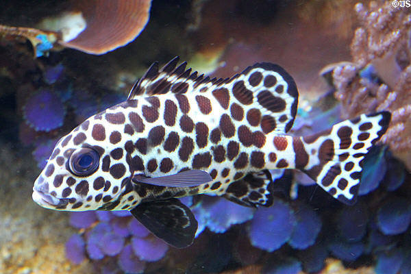 Sweetlips fish variety at Waikiki Aquarium. Waikiki, HI.
