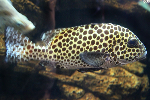 Harlequin sweetlips (<i>Plectorhinchus chaetodonoides</i>) fish at Waikiki Aquarium. Waikiki, HI.