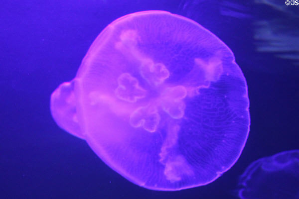 Moon jelly (<i>Aurelia aurita</i>) at Waikiki Aquarium. Waikiki, HI.