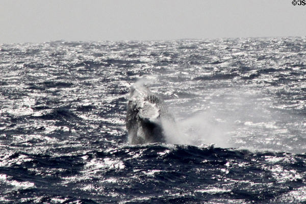 Humpback Whale breeches at Hawaiian Islands Humpback Whale NMS. Waikiki, HI.
